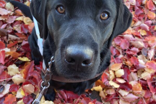 Reva in harness sitting with fall leaves in the background as she looks up into the camera