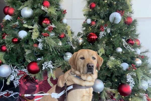 Devo sitting in harness in front of two decorated Christmas trees.