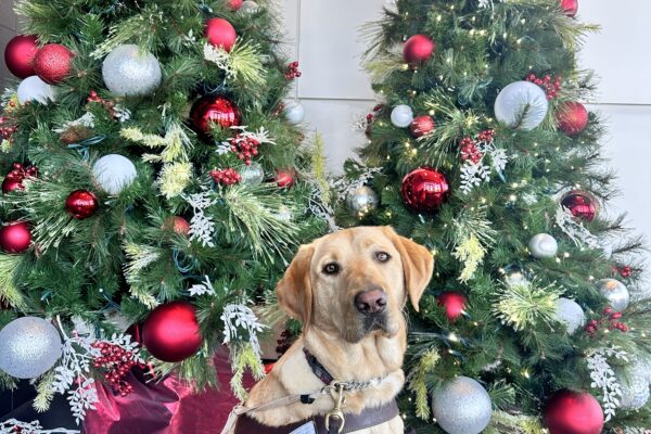 Leonardo sitting in harness in front of two decorated Christmas trees.