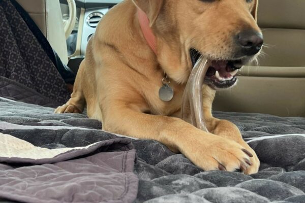 Yellow Lab Anderson hanging out in the car with a nice bone to chew on.
