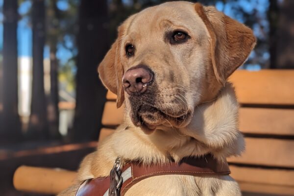 Dean, male yellow lab, sits in Harness in front of a bench with the sun beaming on his face. He looks very regal as he looks off to the left enjoying the warmth of the sun.
