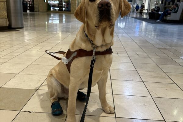 Drake, a male yellow lab, sits on a tile floor in a mall. He is wearing his guide dog harness and booties on his back feet. Drake is looking towards the camera.