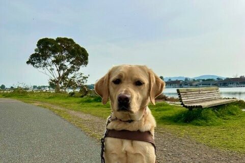 Flora sits in harness looking at the camera. She is on a cement path that is next to the water. There is a bench behind her.