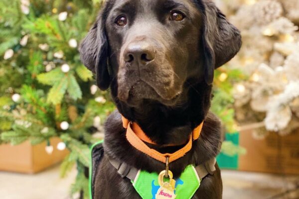 Handsome black Lab Houston sitting in front of a christmas tree. He's wearing his green service dog vest and orange collar.