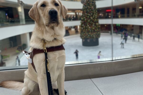 Yellow short-coated cross, Ira, sits by a glass fence overlooking a ice skating rink with a large holiday tree that is lit up with lights and decorations. He is wearing his harness and is looking at the camera seriously.