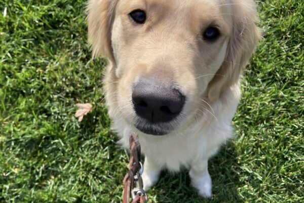 Sicily sits looking at the camera. The background is green grass.
