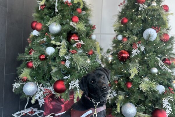 Myra sitting in her harness in front of two decorated Christmas trees.