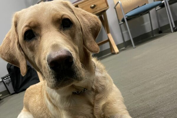 Kale, a male yellow labrador, lays on the carpet while spending some quality time in an office.