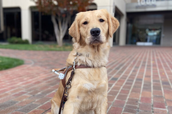 Cute fluffy girl Kristin sits in harness on a brick pathway in downtown San Rafael.