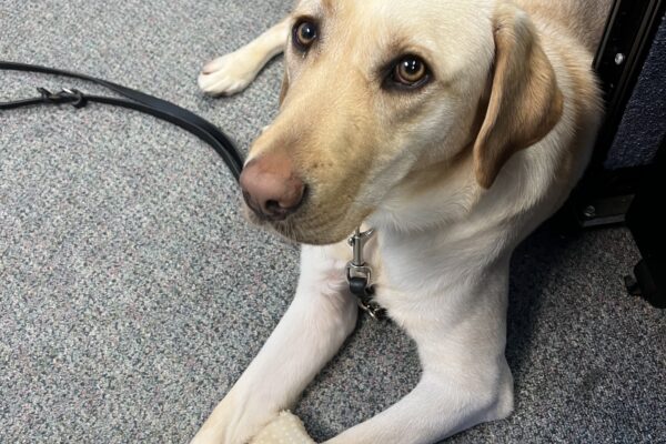 Kyra looking up at the camera with her bone in between her front legs while on leash