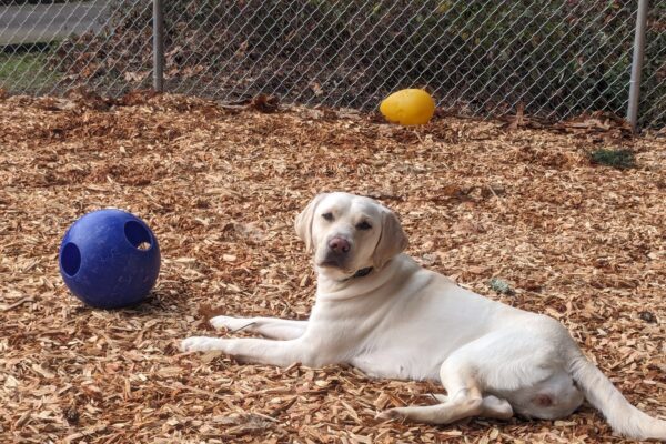 A light yellow lab lays facing a blue ball, with her head turned to look at the camera. She is laying in our bark chip play yard and the edge of the kennel as well as a yellow jolly egg can be seen in the background.