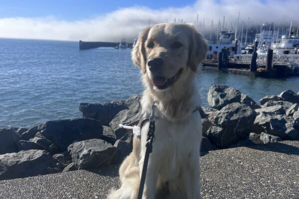 Meadow is wearing her harness and is gazing at the camera with her mouth open in a smile. In the background are several boats along a dock with fog floating over them.