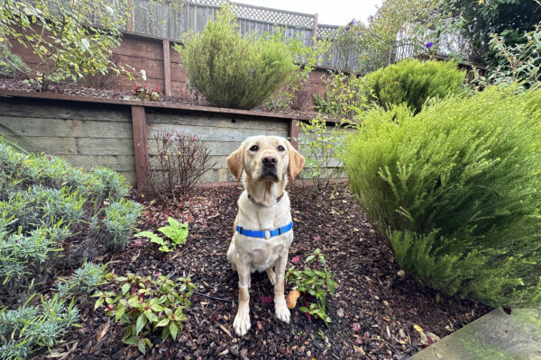 Natalie is pictured with a blue chest harness on, sitting nicely while located outside in a fenced in backyard. There is green grass, plenty of bushes and trees in the background and a bright blue sky. Natalie stares just beyond the camera.