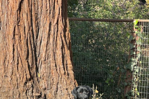 Nitro sitting on grass in front of a large redwood tree