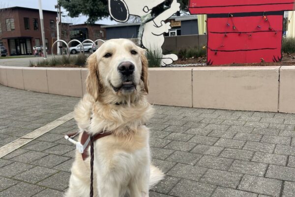 Supreme, a male coated Labrador/golden cross, sits in harness in front of a holiday Snoopy wooden display with a big tree covered in Christmas lights. He is looking at the camera with a smile on his face.
