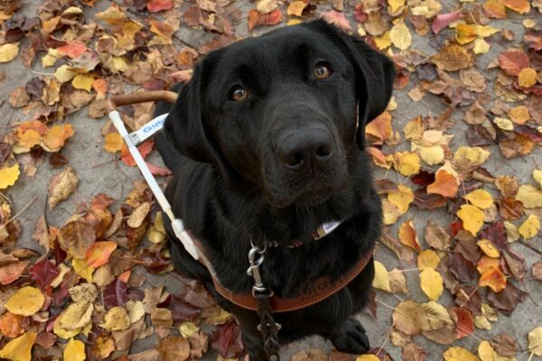 Thali attentively sits in a bed of fall colored leaves, looking right up at the camera.