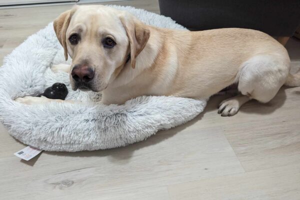 Tiago is laying on a fluffy dog bed in a home environment with a toy kong. He is looking right at the camera with "puppy dog" eyes.