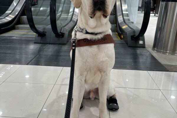 Tilden, a male yellow lab, is sitting at the base of an escalator. He is wearing his guide dog harness and booties on his back feet. Tilden is looking at the camera.