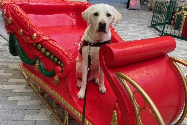 Titan is wearing his harness and is looking at the camera with a serious look on his face. He is sitting inside a Santa's sled Christmas decoration.