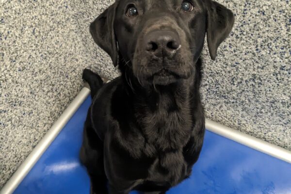 A sweet-faced black lab sits on her blue Karunda bed looking up at the camera. She has soft brown eyes and is waiting on the kibble that she is about to get.