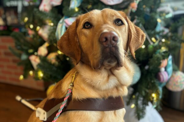 A yellow lab sits in harness looking up with a pink and gray leash. Behind her is a tree decorated in pink festivities.