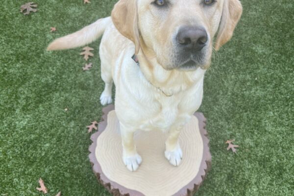 Fennel is in a grassy area and has her two front feet on a stump of wood. She is looking up at the camera
