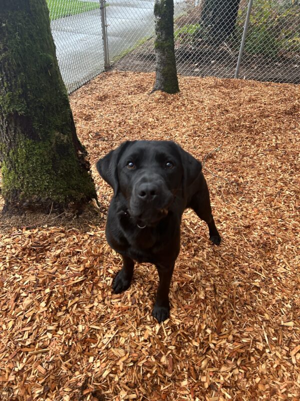 Black lab Dwayne takes a break from playing with friends in a new play area on campus. He stands atop a cedar chip pile by a tree and looks up at the camera, with his front lip caught on his tooth; this gives him quite the goofy expression.