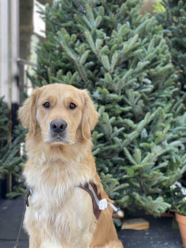 Photo is of coated Golden cross Donut sitting in harness in front of a Christmas tree. He is looking into the camera with a serious expression on his face