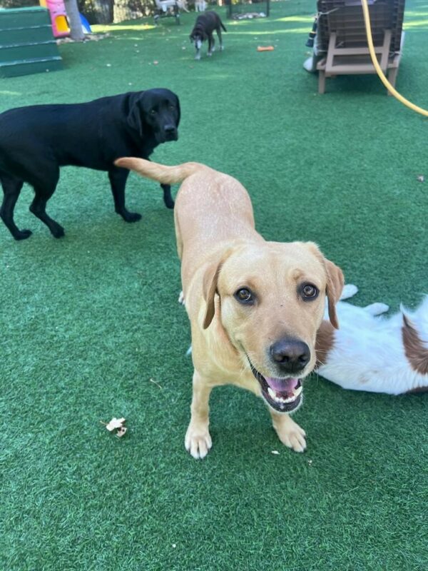 Yellow Lab Anderson enjoying playtime with his friends at SSF