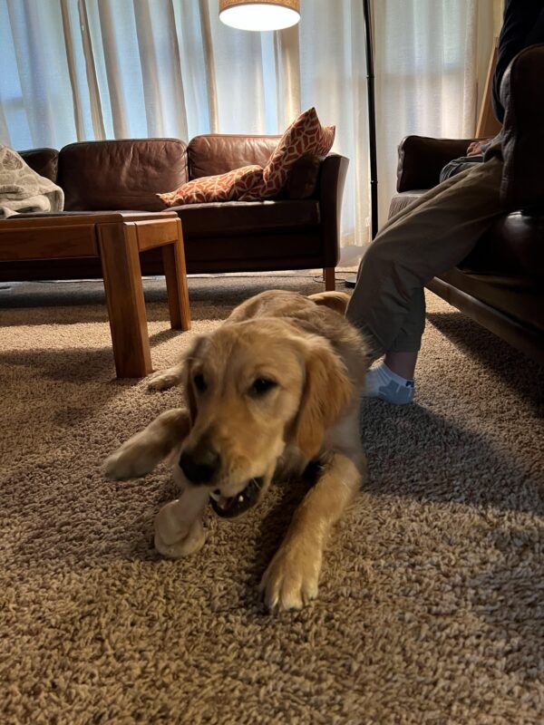 <p>Ari, a male golden retriever, lays on the carpet in his foster home.  He is chewing on a nylabone while the family sits on the couch behind him.</p>