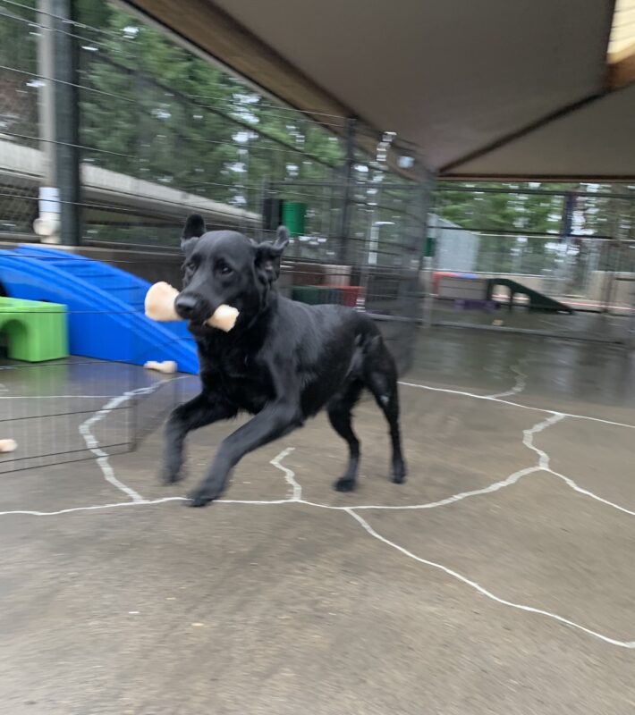 Female black lab 