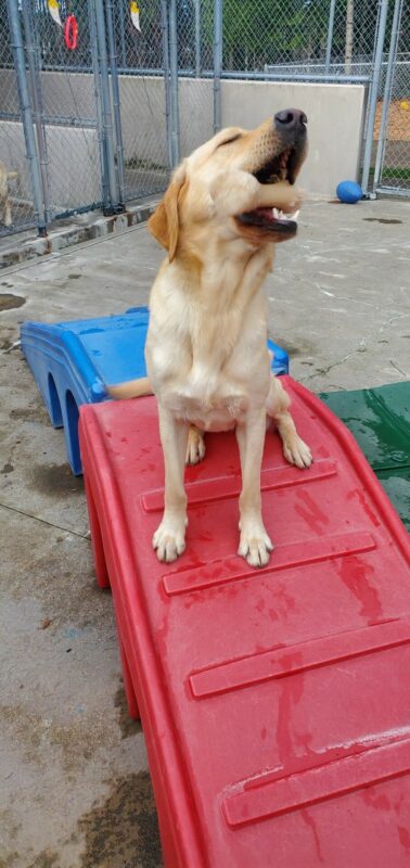Canyon is sitting on a red play structure in the GDB doggy play yard. His mouth is open as he tosses a bone up in the air.