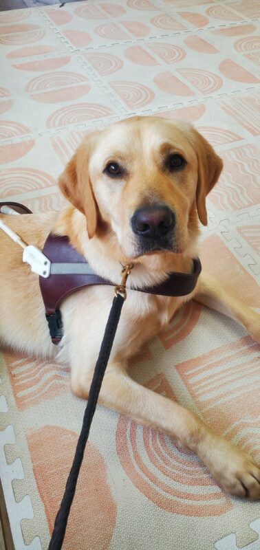 Canyon is lying down in a coffee shop wearing his harness. He is looking up at the camera with a soft expression on his face.