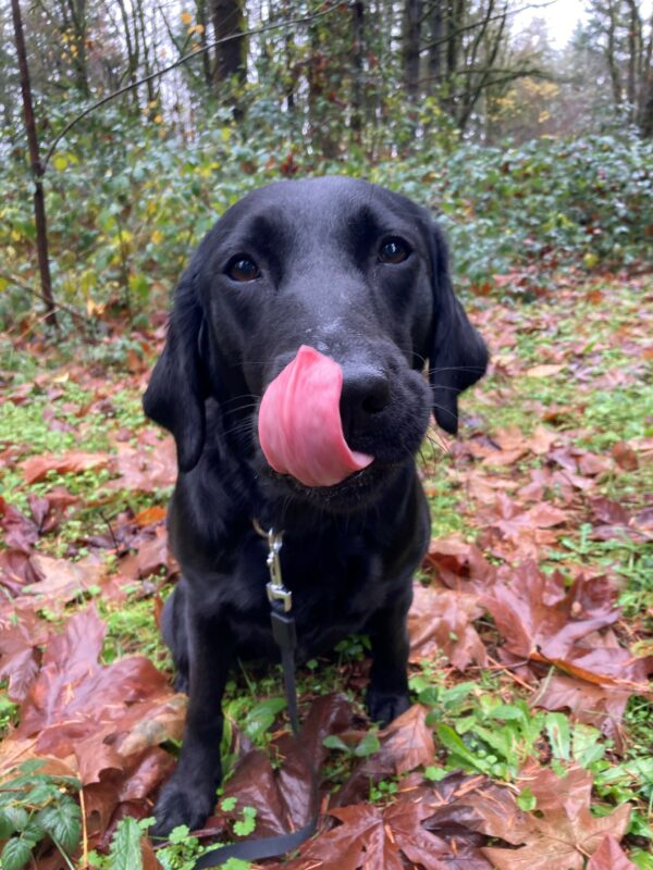 Freya sits in an outdoor area, there is greenery behind her and many fall leaves around her. She's leaning towards the camera, tongue licking her nose.