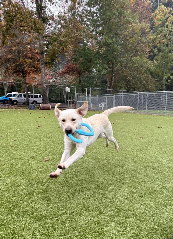 Edgar runs toward the camera with a blue z-shaped tug toy in his mouth. All four of his feet are suspended from the ground and both of his ears are up, flapping in the wind as he runs. He is in a grassy play yard with some cyclone fencing and man fall-colored trees in the background.