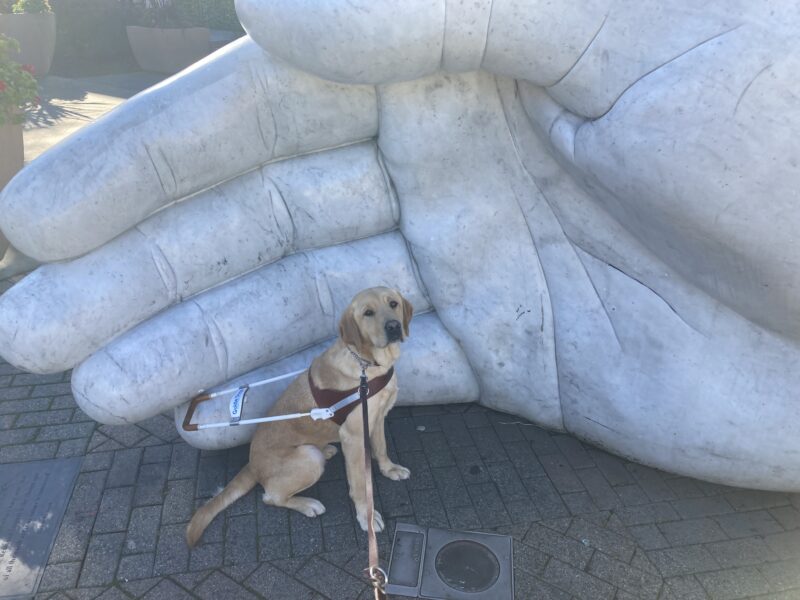 Dorothy is sitting in harness and facing to the right. It looks like she is very tiny because behind her is a very large human hand art sculpture.