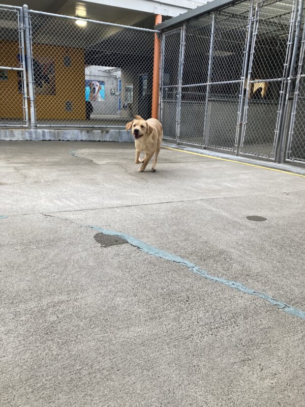 Dorothy is running toward the camera inside a tall, chain-linked enclosed community run area. Her right front paw is off the ground and her mouth is slightly open. She loves to demonstrate her excellent recall response.