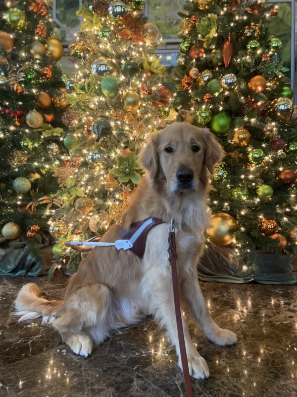 Brinker wears his harness and poses in front of three decorated trees