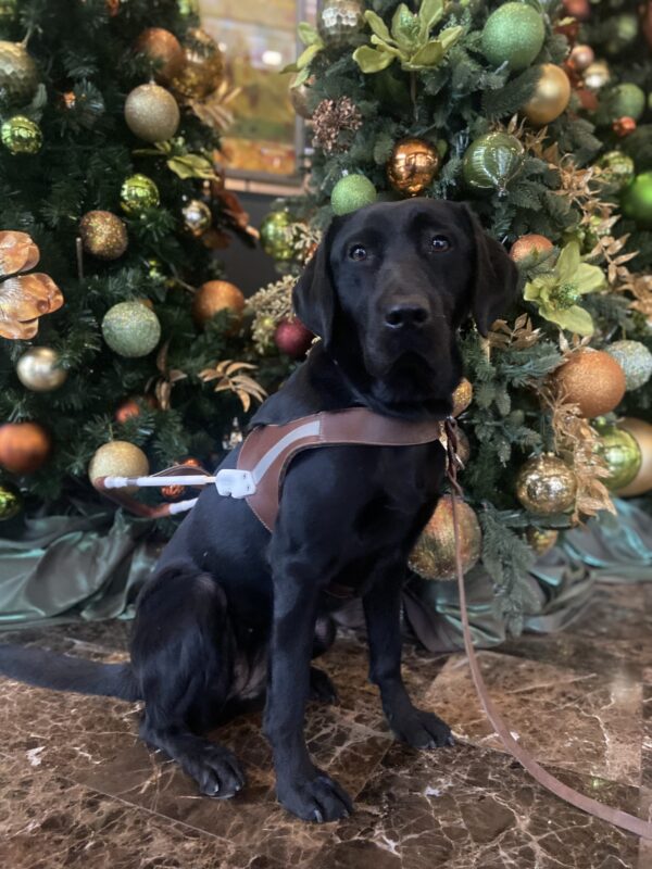 Venice (Black lab) wears her harness and poses in front of decorated trees.