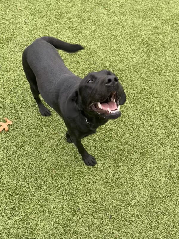 Venice is playing on green turf and happily smiling up at the camera.  Her tails is a blur of wags.