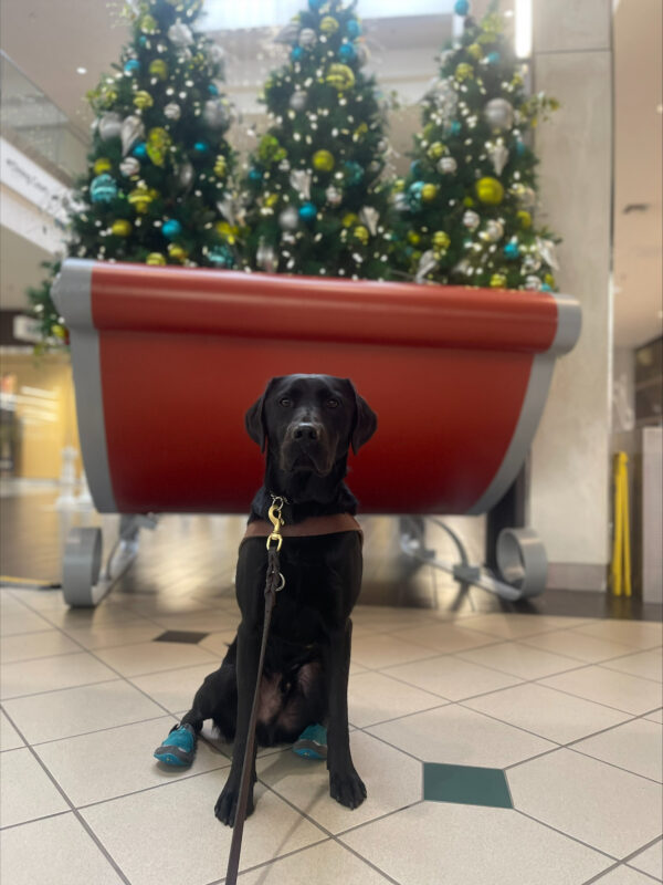Victory sits in front of a red sleigh and two decorated trees.  He is wearing his guide dog harness.