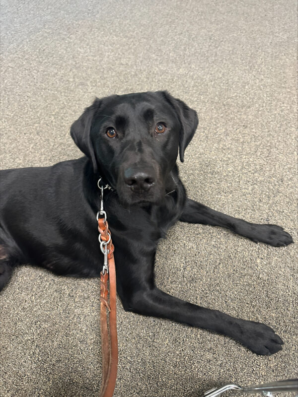 Victory relaxes on the carpet and looks calmly up at the camera.
