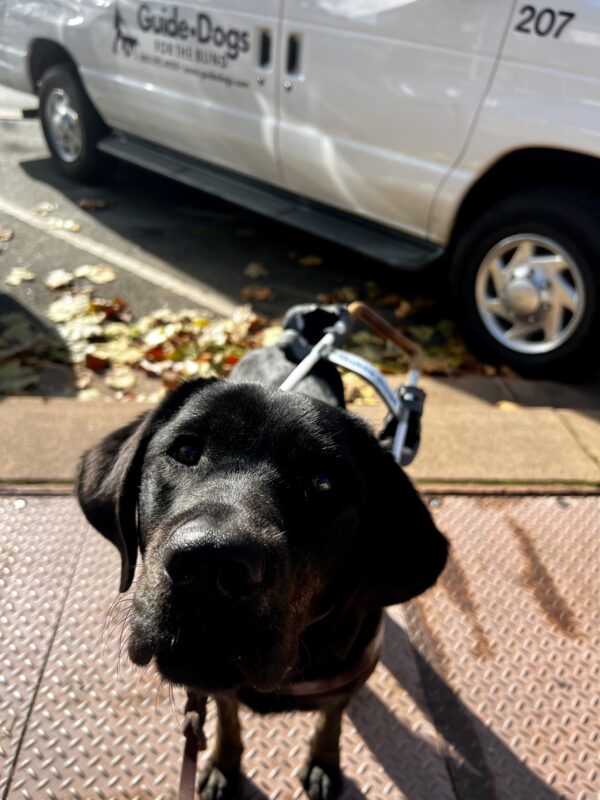 Genie is in town standing on a maintenance cover. Her harness handle is seen resting on her back, slightly offset to the side. Blurred out, colorful leaves are scattered on the road behind her along with a parked Guide Dogs for the Blind training van.