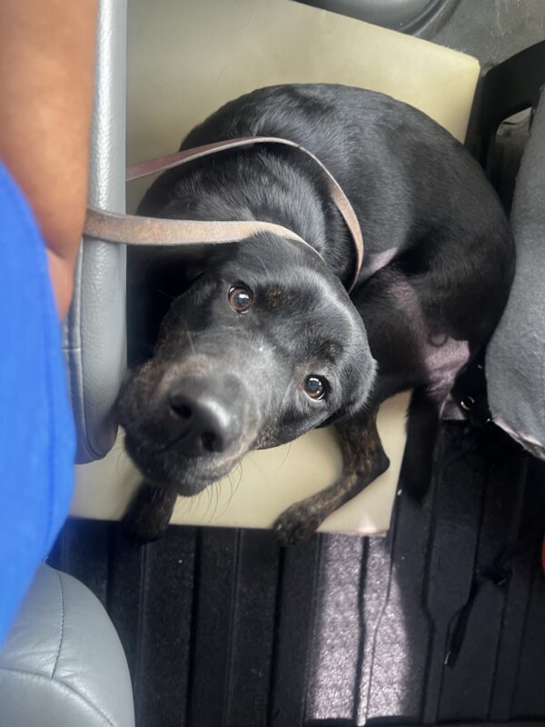 Bird’s eye view shot of Genie. She sits down on a padded mat in one of our training vans. Her ears are tucked back and she gazes up towards the camera with her big brown eyes.