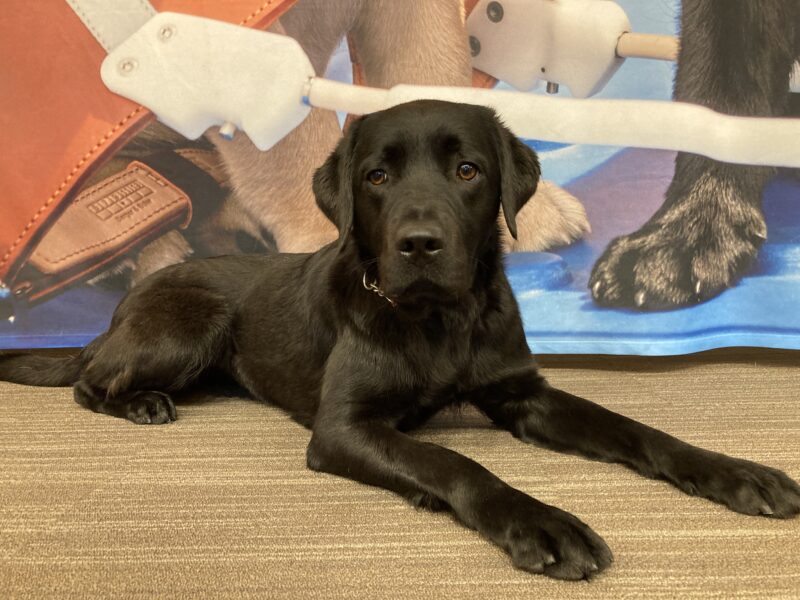 Delmar is laying down on a brown rug in a large enclosed room. Behind her is a partial picture of a harness and a black puppy paw.