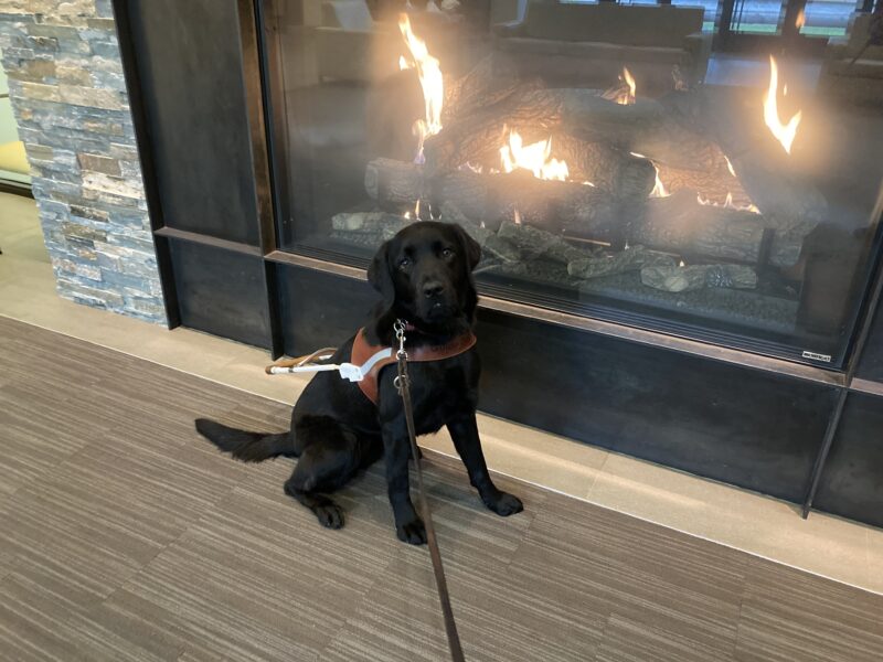 Delmar is sitting in harness facing to the right. Behind her is a large fireplace with warm yellow flames glowing.