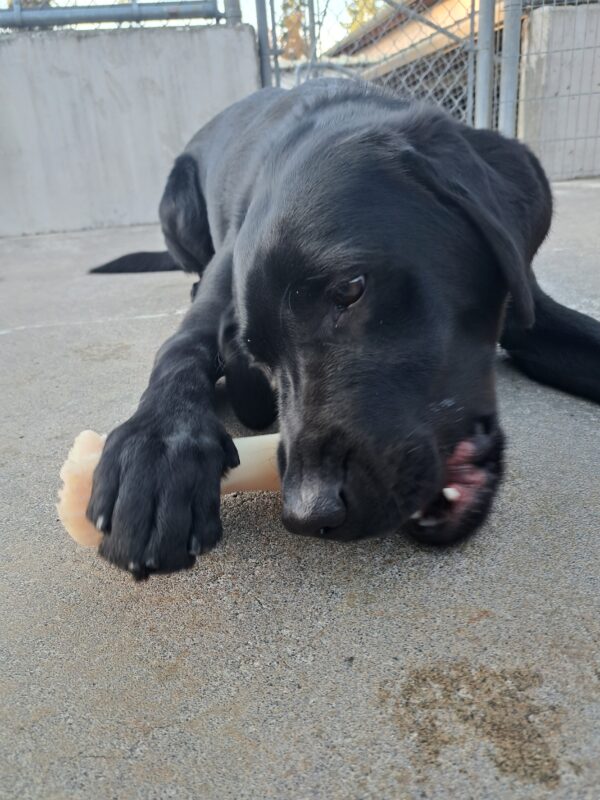 Black lab (Larson) lying down while chewing on a bone.
