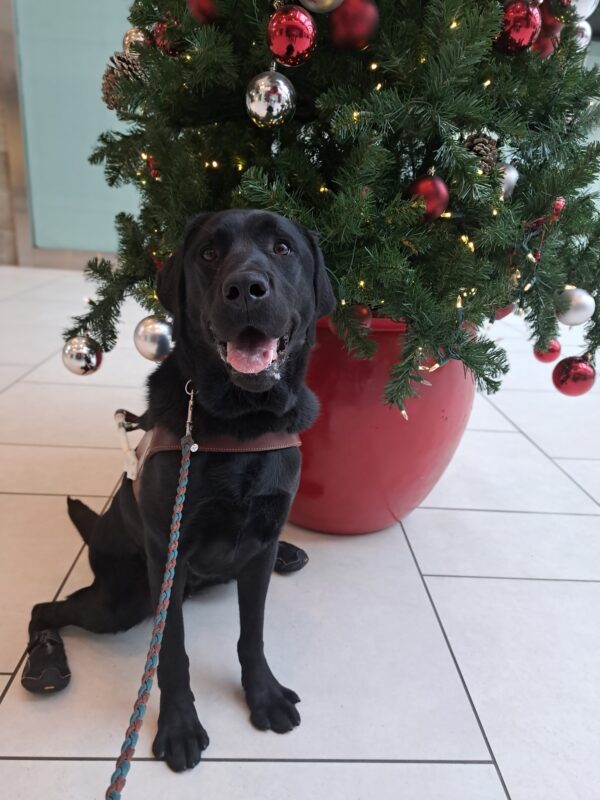 Black lab (John) sits in harness in front of a beautiful Christmas tree. Silver/red ornaments and sparkling Christmas lights cover the tree.
