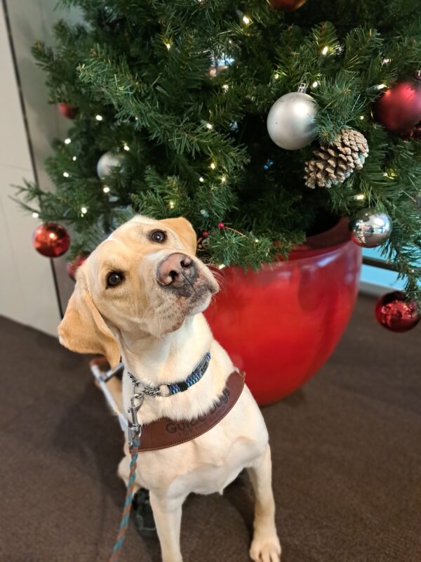 Yellow lab (Anders) sits in harness with his head tilted to the side in front of a christmas tree with sparkling lights and red/silver ornaments.