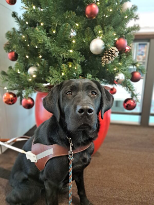 Black lab (Larson) sits in harness in front of a christmas tree. Tree is covered with siler/red ornaments and beautiful sparkling lights.